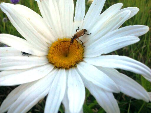 A Buggy Flower (June POD#10)
