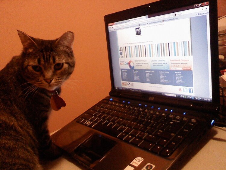 Computer Savvy Kitty