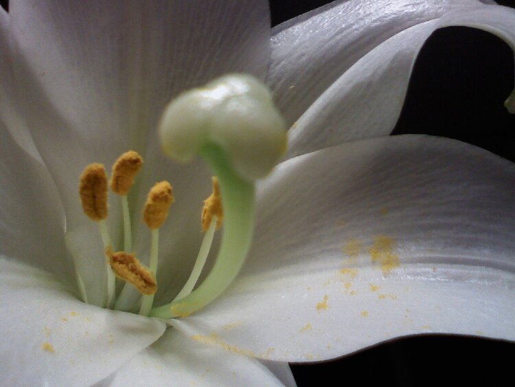 Easter Lily (POD11)