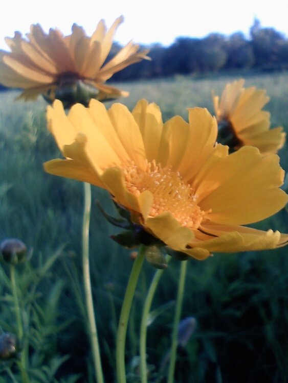 Yellow Flowers (May POD5)