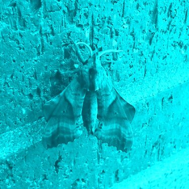 Blue Moth August Photo #9