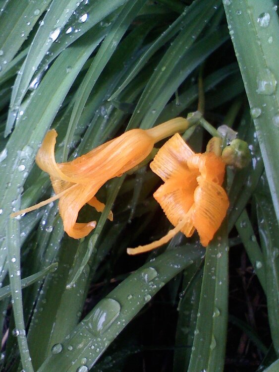 Daylilies (April POD10)