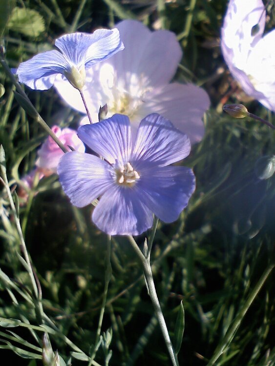 Purple flowers (May POD6)