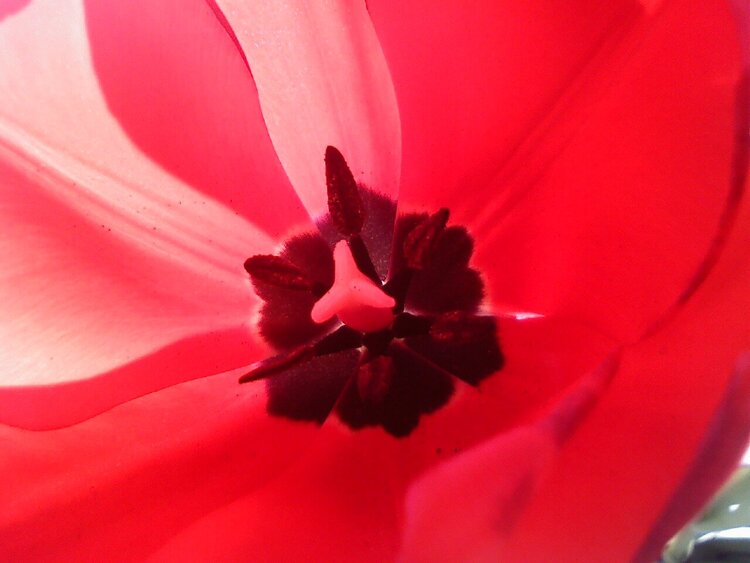 Red tulip (April POD1)