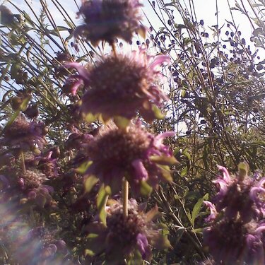 Sunlit Wildflowers August Photo #14