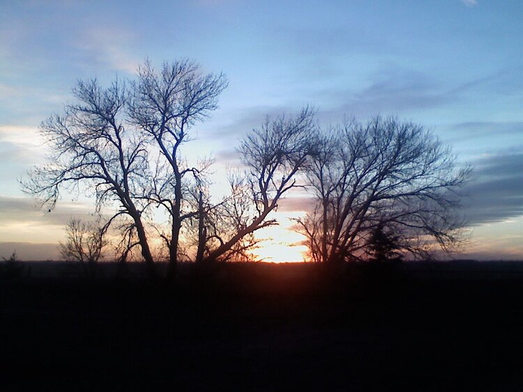 Sunset with Dueling Trees (POD#13)