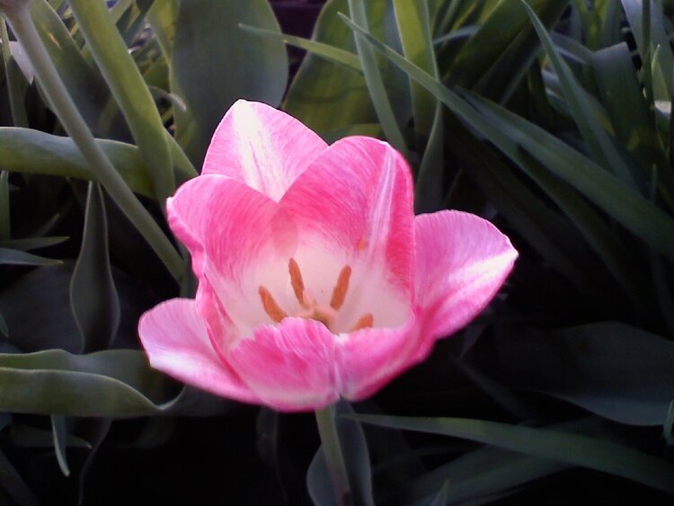 Pink Tulip (POD12)