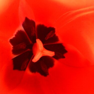 Tulip interior (April POD2)