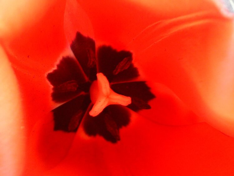 Tulip interior (April POD2)