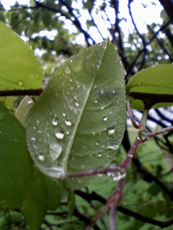 Wet leaf (POD9)