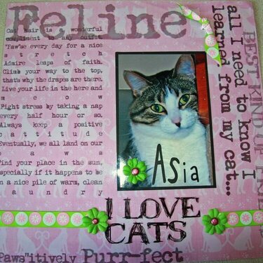 Asia - I Love Cats