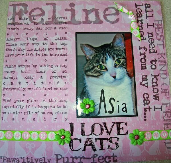 Asia - I Love Cats