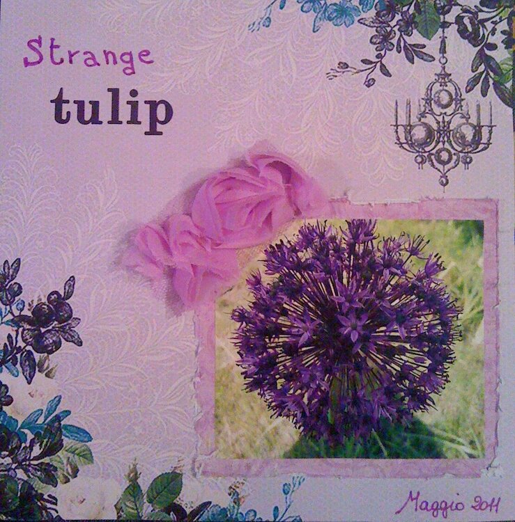 Strange tulip...