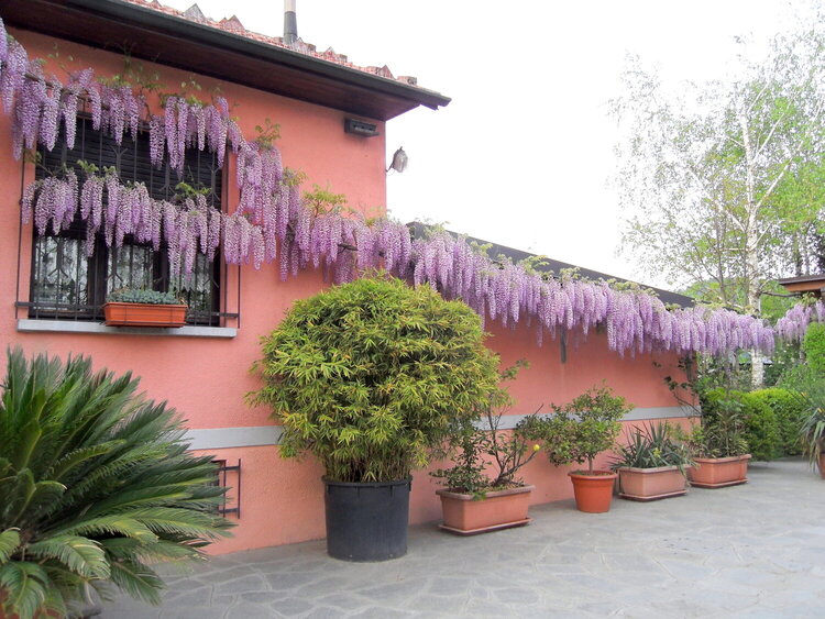 The wisteria