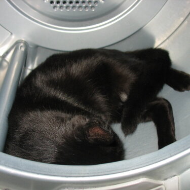 Sleeping in the dryer