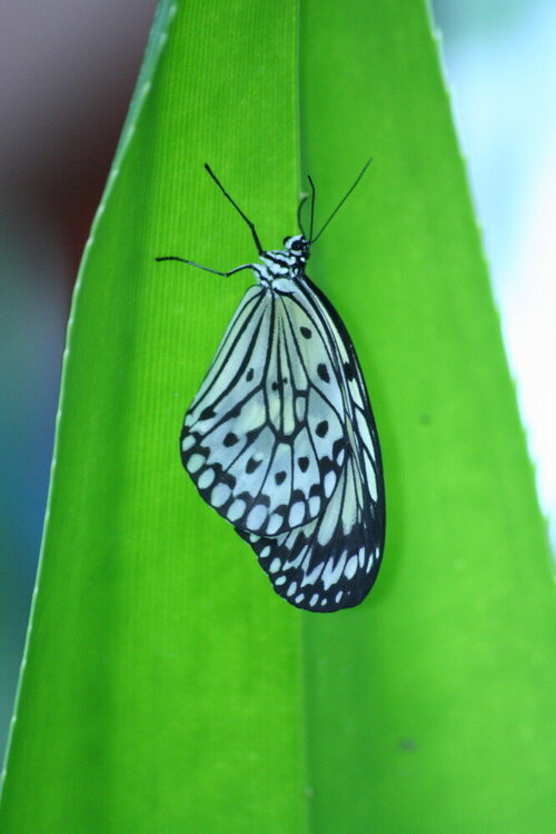 Tree Nymph