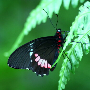 Tropical Swallowtail