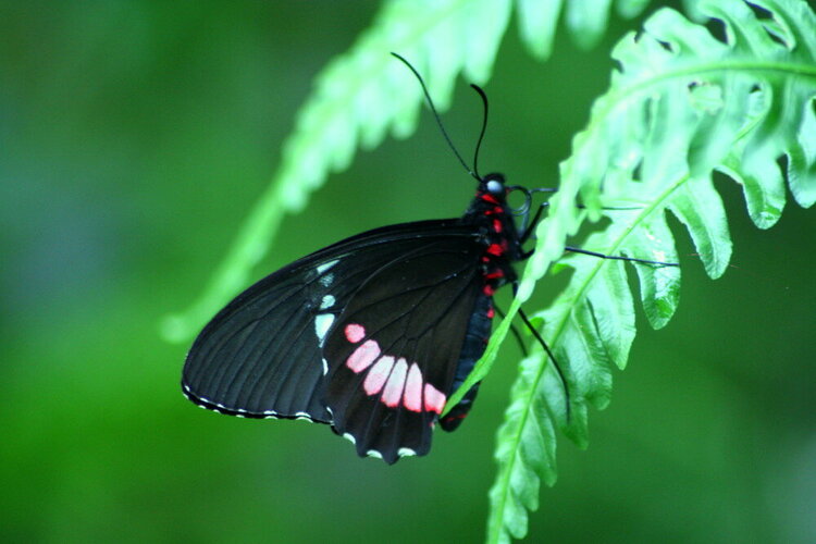 Tropical Swallowtail