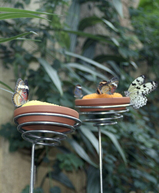 Butterfly feeders
