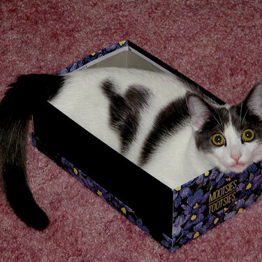 shelby in the box