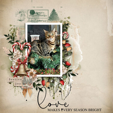 Christmas Cat 