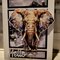 Animal Kingdom Cards