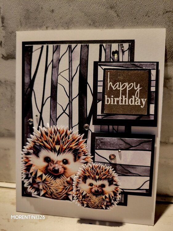 Animal Kingdom Birthday