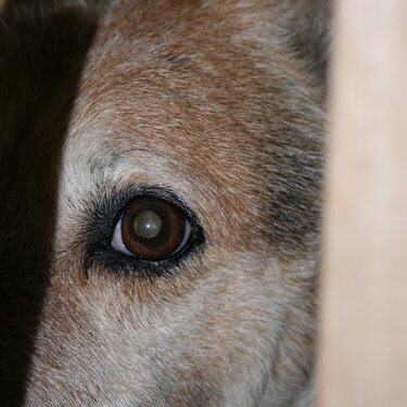 Through the eye of a dog...Feb. 10 2007