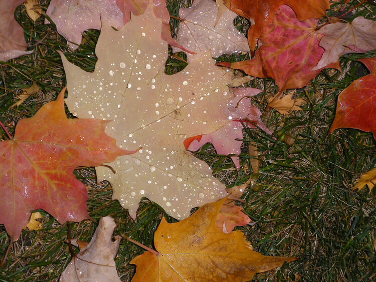 8. Fallen Leaves