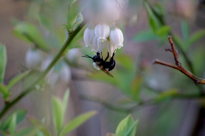 Bee and Blueberry Blossom
