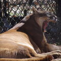 I Am Cougar, Hear Me Yawn