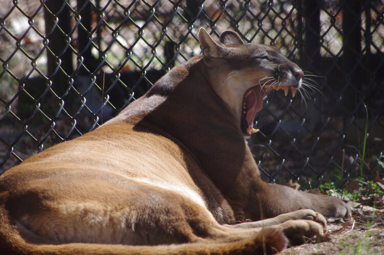 I Am Cougar, Hear Me Yawn