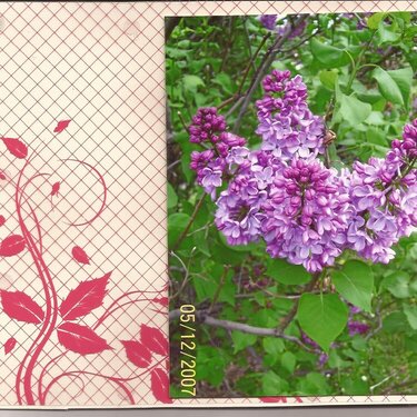 Lilacs