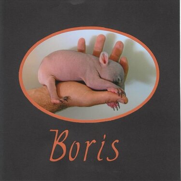 Boris the Wombat&#039;s Title Page