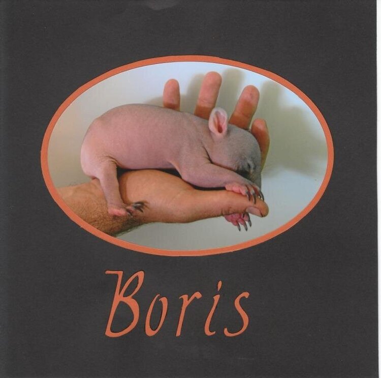Boris the Wombat&#039;s Title Page