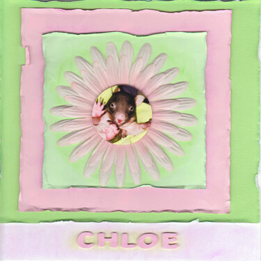 Chloe the Baby Wombat&#039;s Title Page