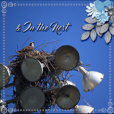 &amp; In The Nest