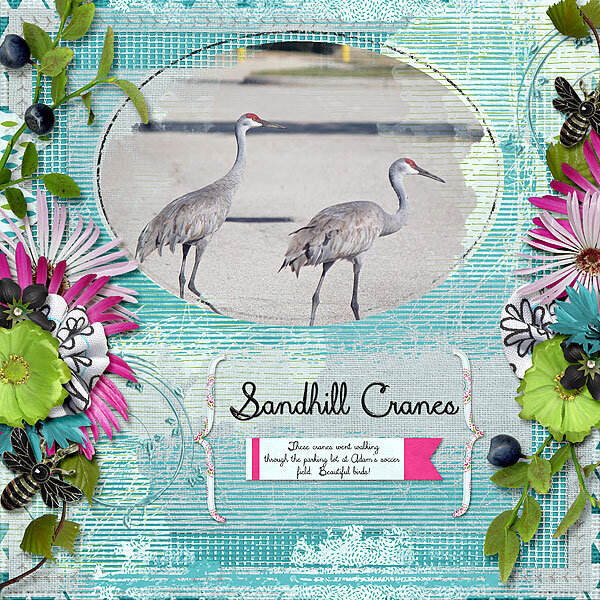 Sandhill Cranes