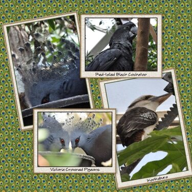 Birds of Australia &amp; New Zealand