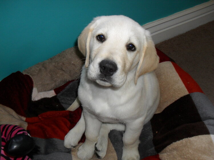 Marley our handsome new Pup White lab/Golden Retriever