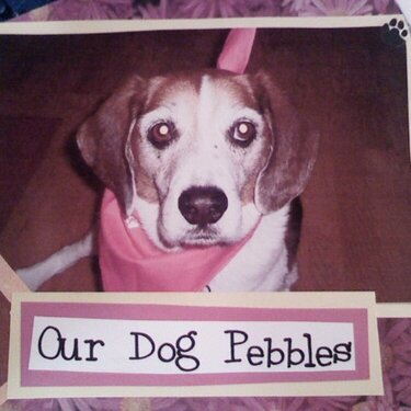 our dog pebbles