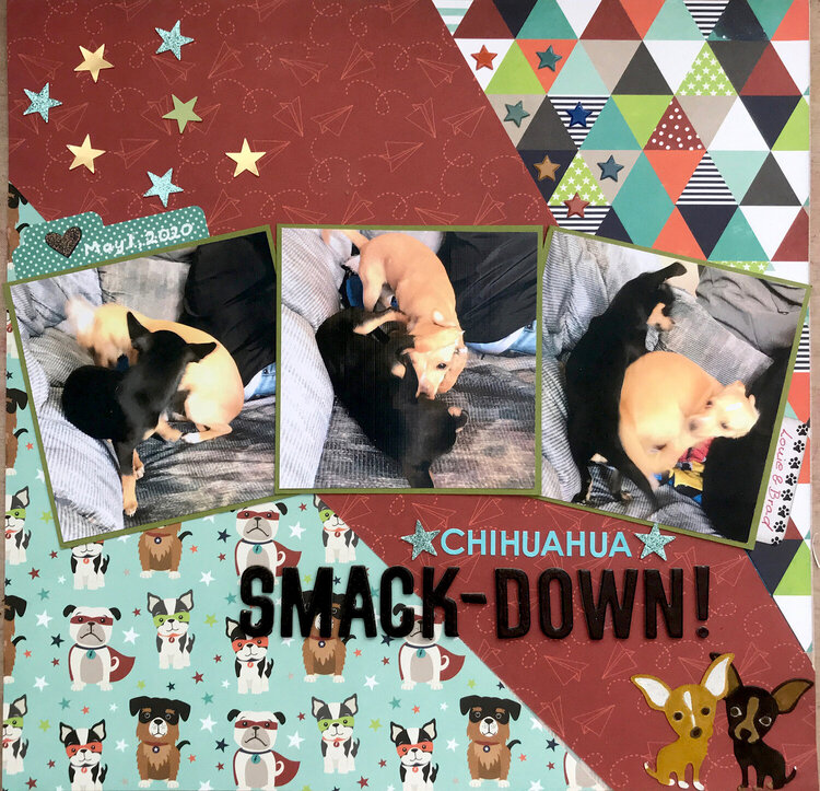 Chihuahua Smackdown