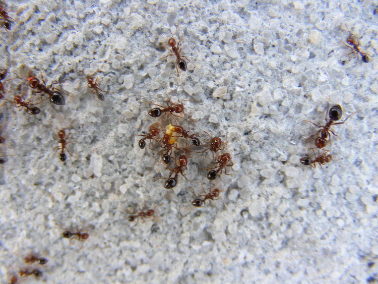 May Mini T-team work