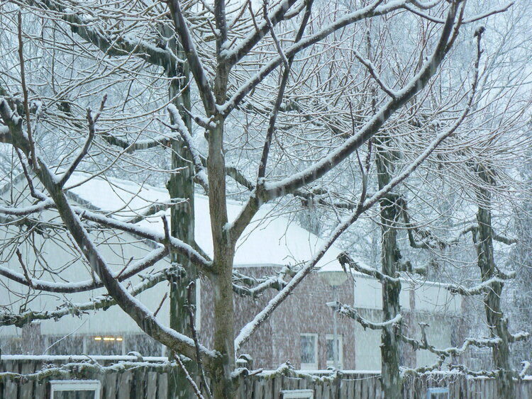 Snow in the Netherlands 4