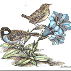 LaBlanche Springbirds