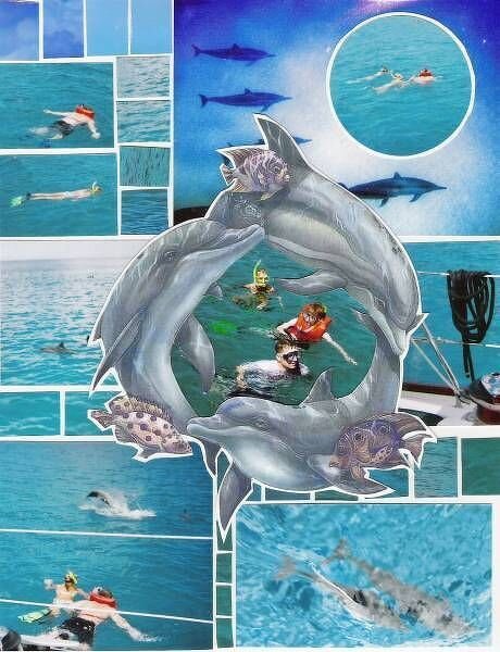 swim with dolphins 2