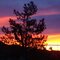Sunset in Joshua Tree Ca