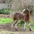 Baby Belgium horse