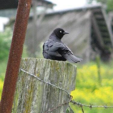 Little Black Bird