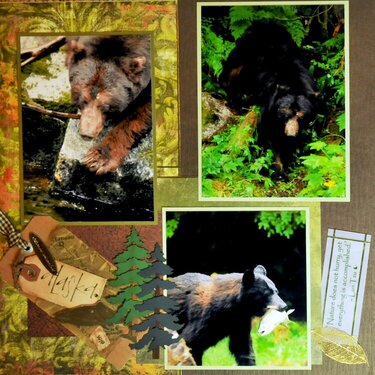 Anan Creek Bears - Alaska - LEFT SIDE
